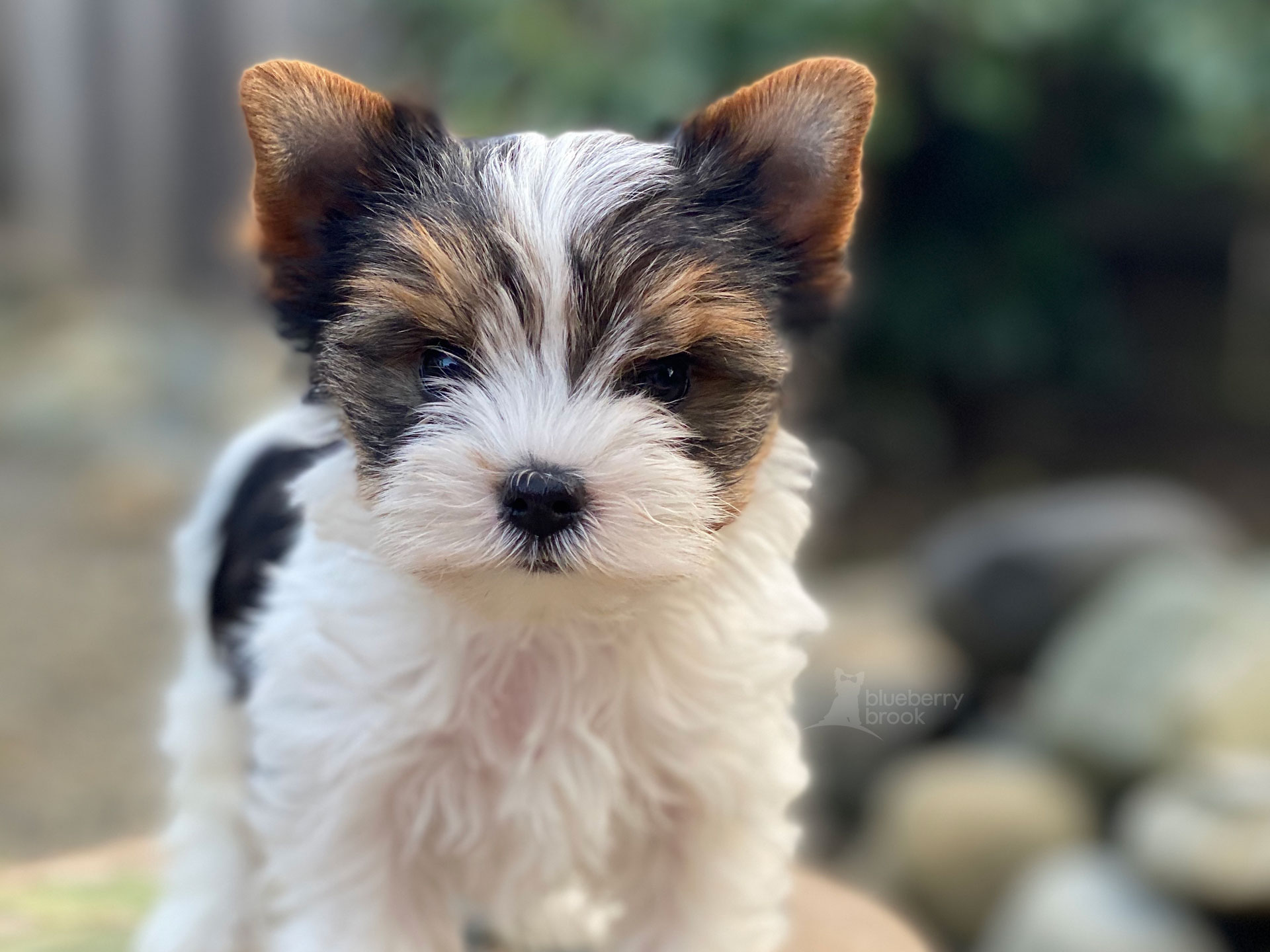 Black White And Tan Parti Yorkie Puppy
