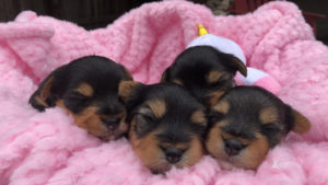 Black And Tan Yorkie Puppies