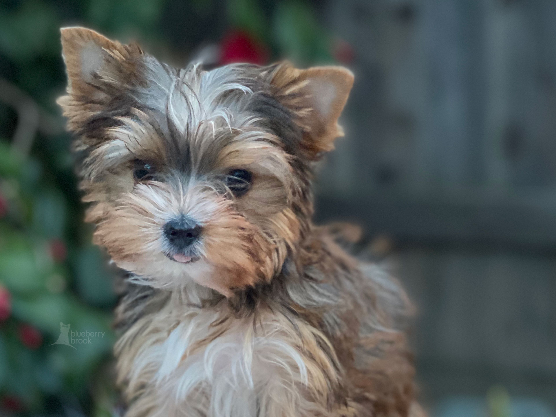 Yorkshire terrier hot sale parti color