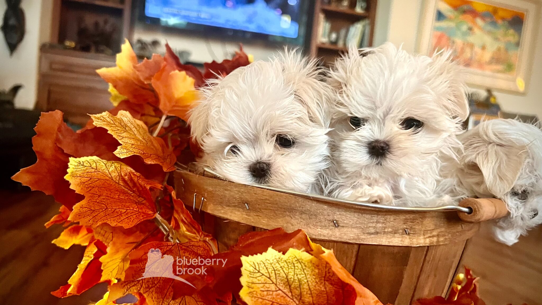 Available Puppies Blueberry Brook Yorkies