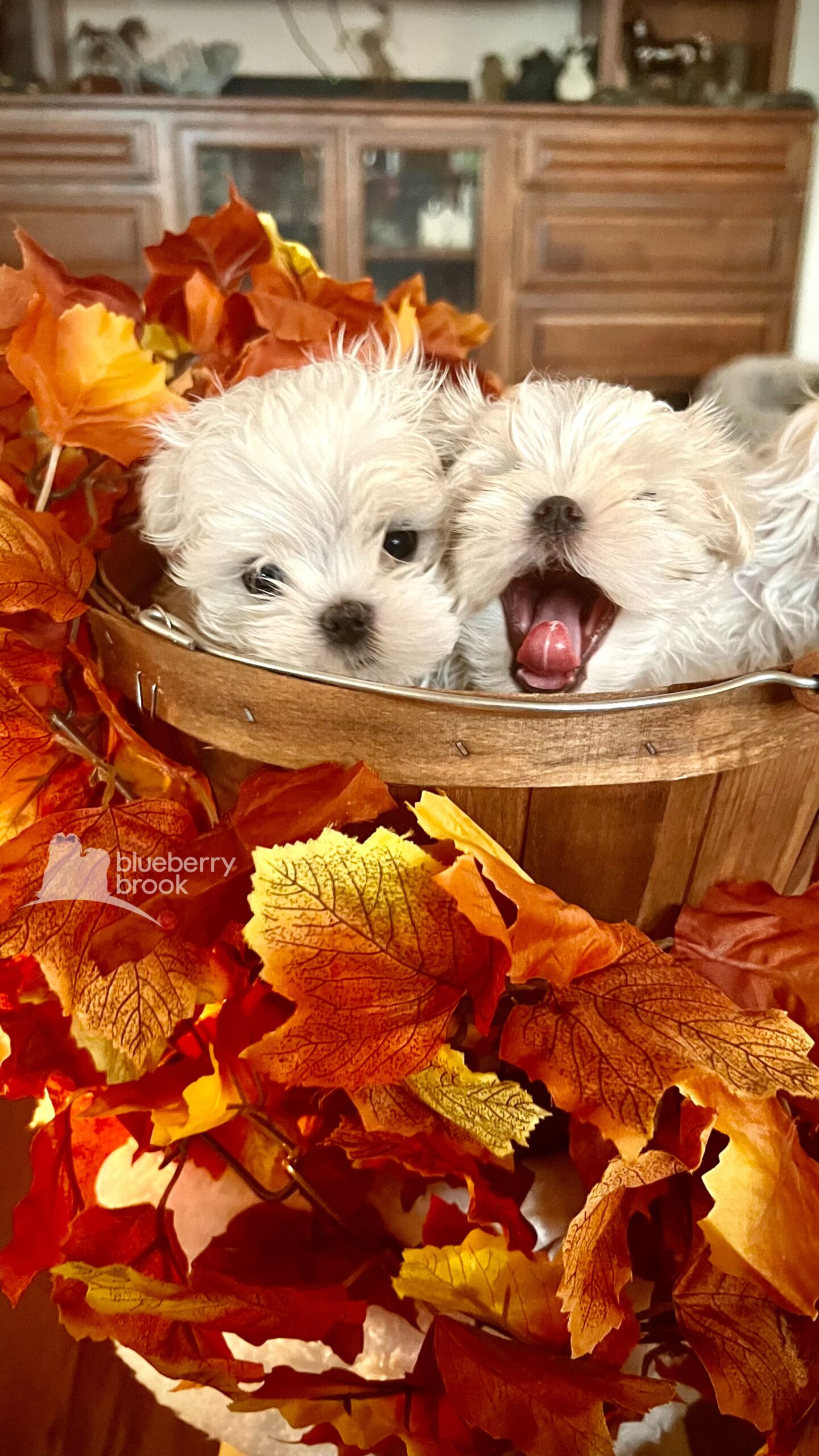 Available Puppies Blueberry Brook Yorkies