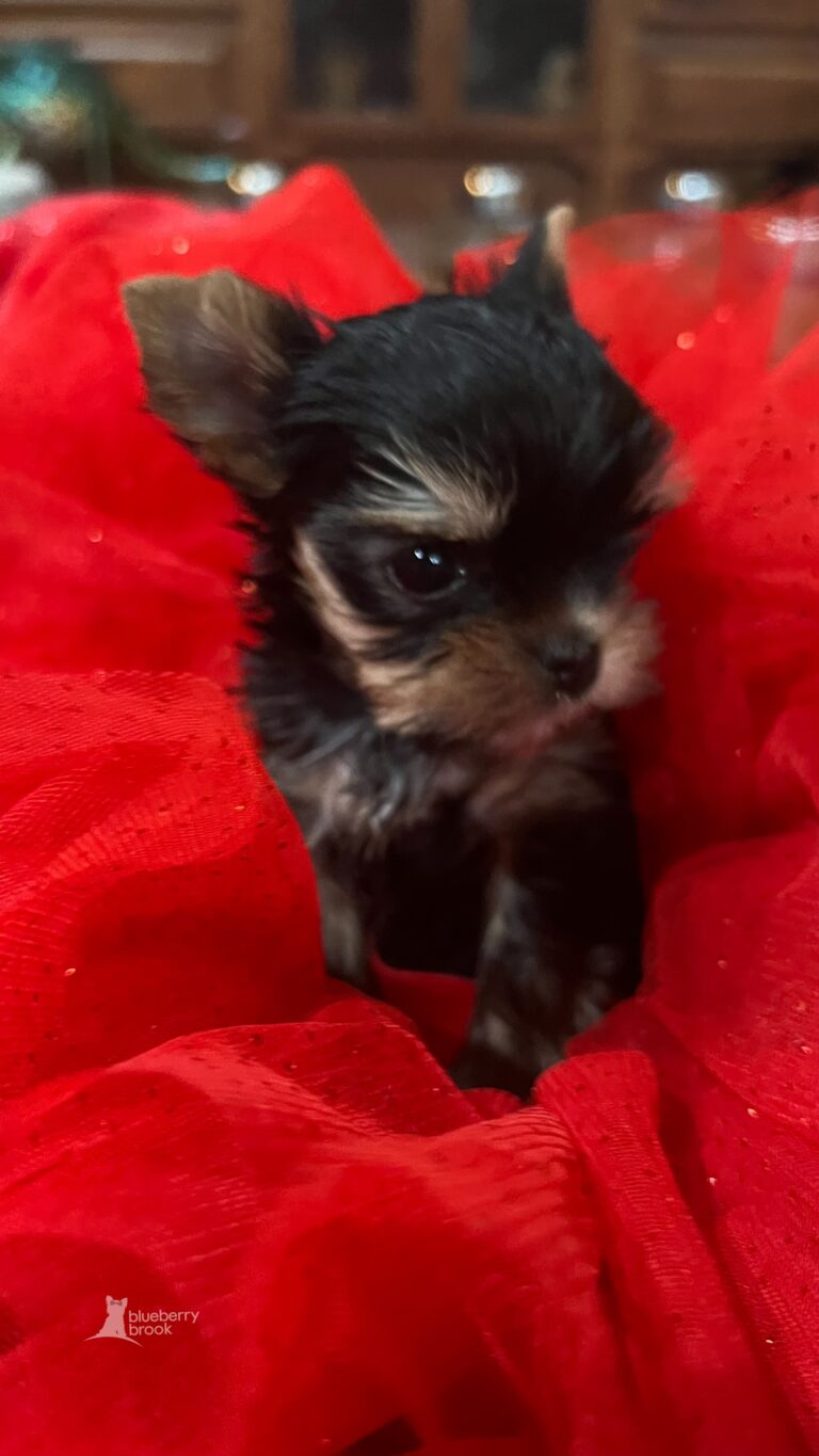 Traditional Yorkie Pupp