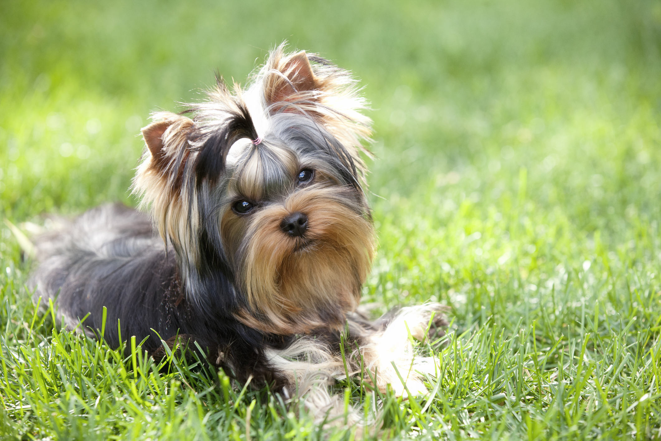 How Much Yorkie Cost - Yorkie Pricing