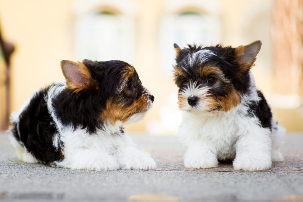 Biewer Terriers And Yorkshire Terriers: Unraveling The Differences ...