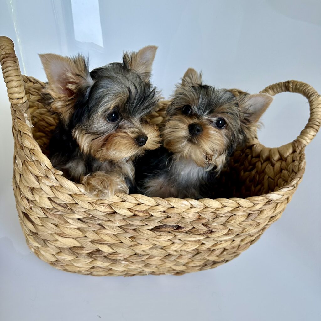Traditional Yorkie Puppies - Blueberry Brook Yorkies