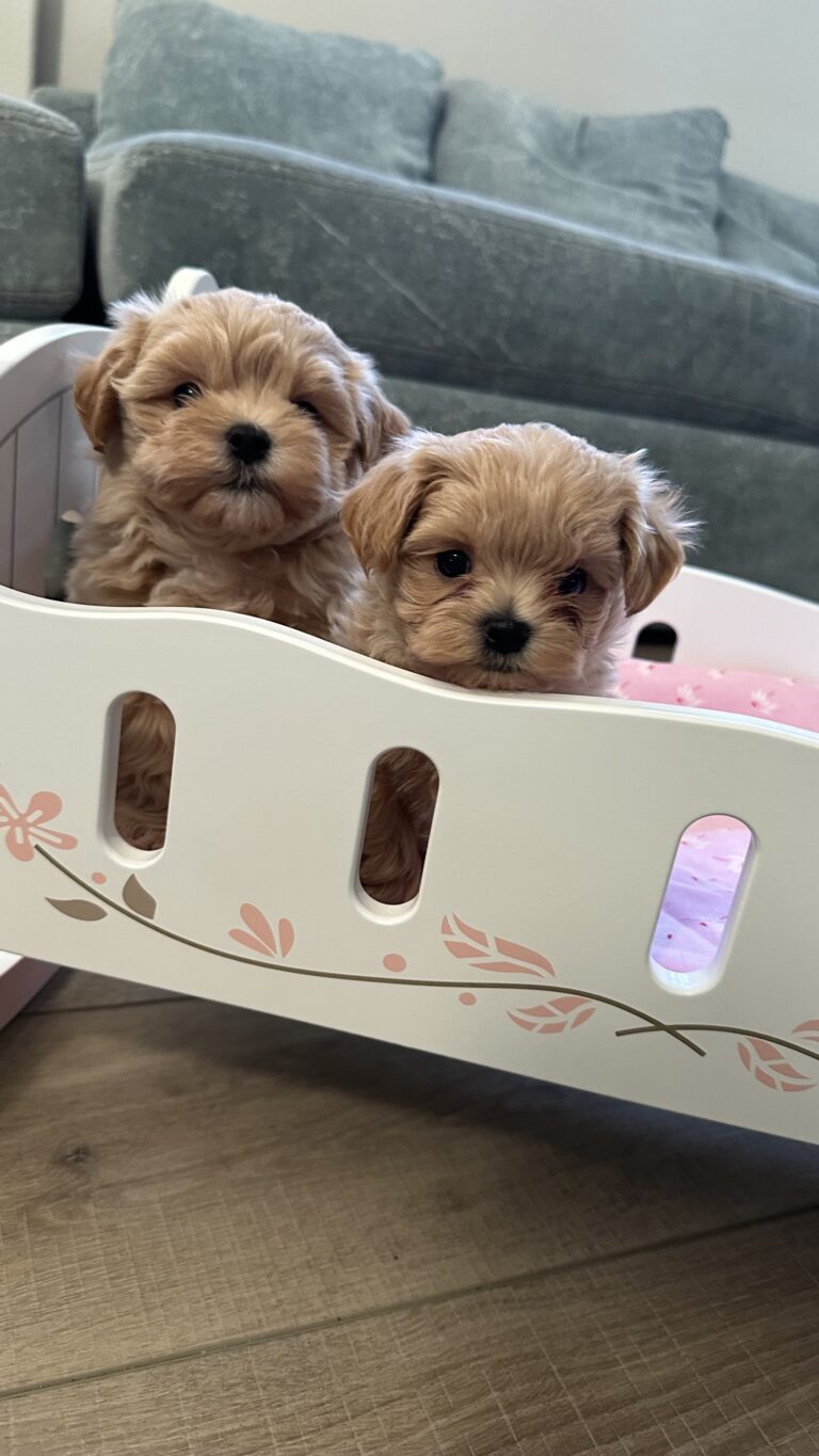 Maltipoo Puppies