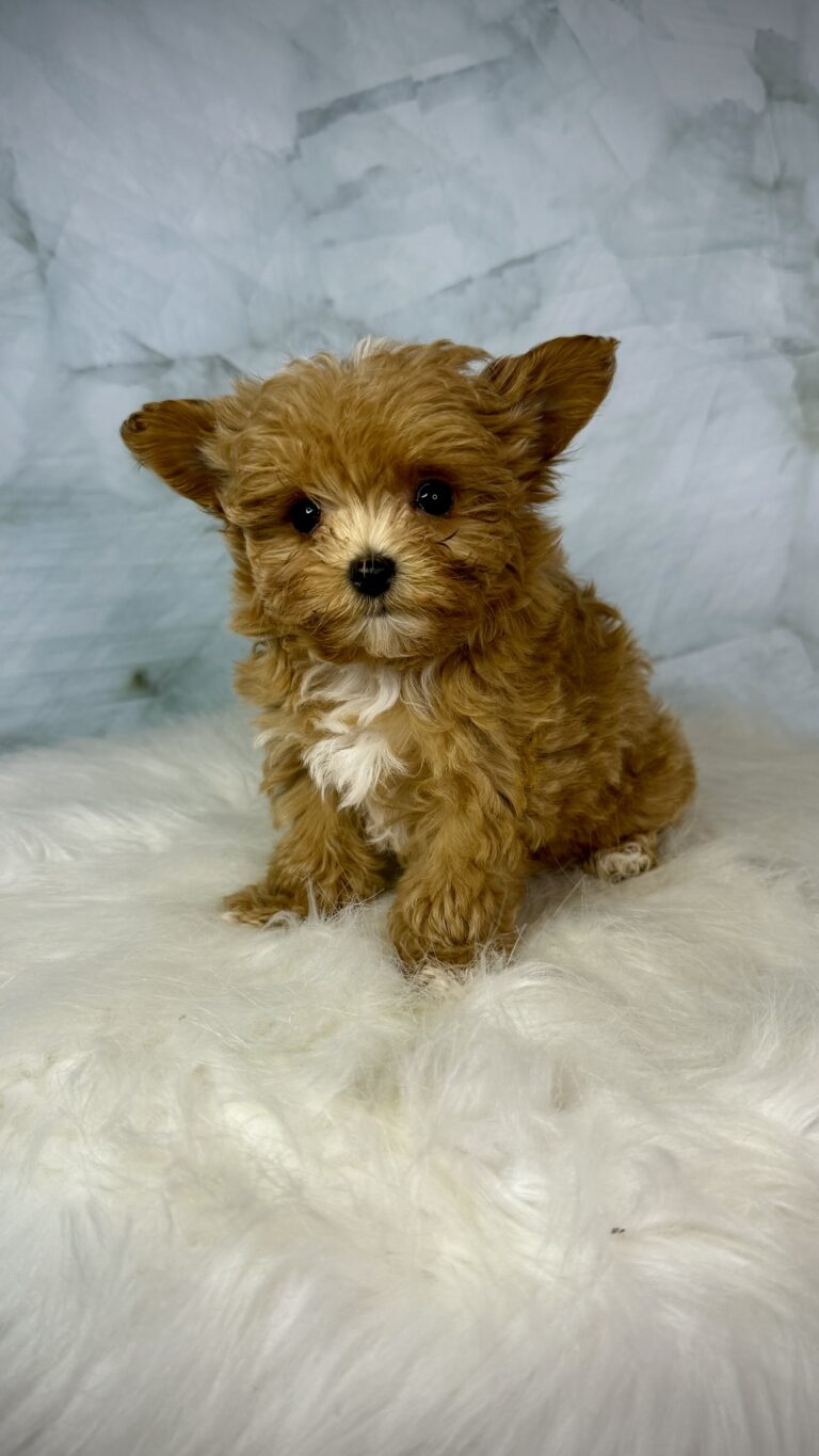 Yorkipoo Puppy