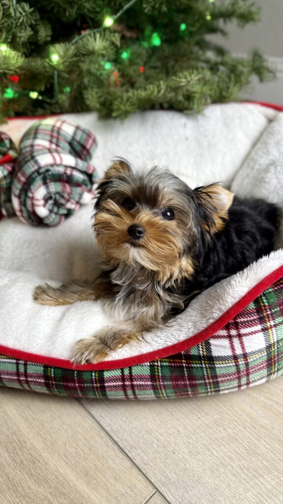 Traditional Yorkie Puppy