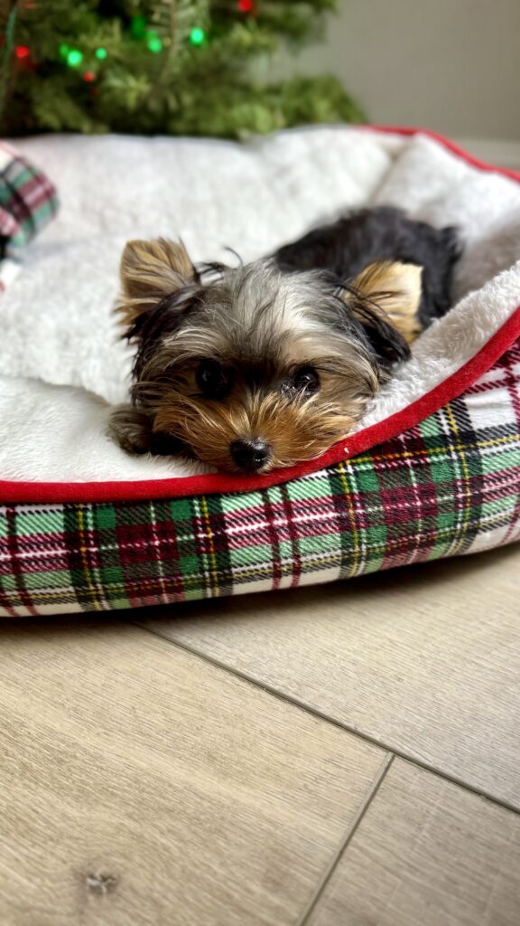 Traditional Yorkie Puppy