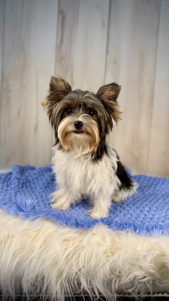 Parti Yorkie Male