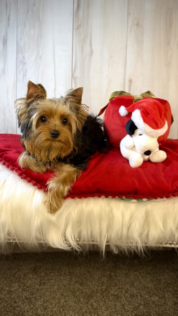 IMG 0174 Yorkshire Terrier Puppy