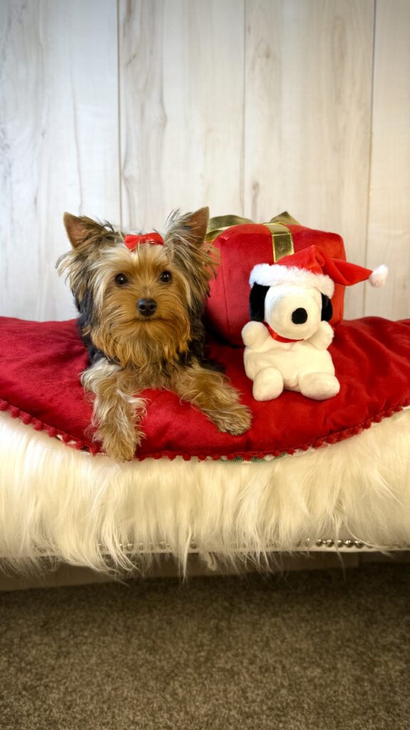 IMG 0179 Yorkshire Terrier Puppy