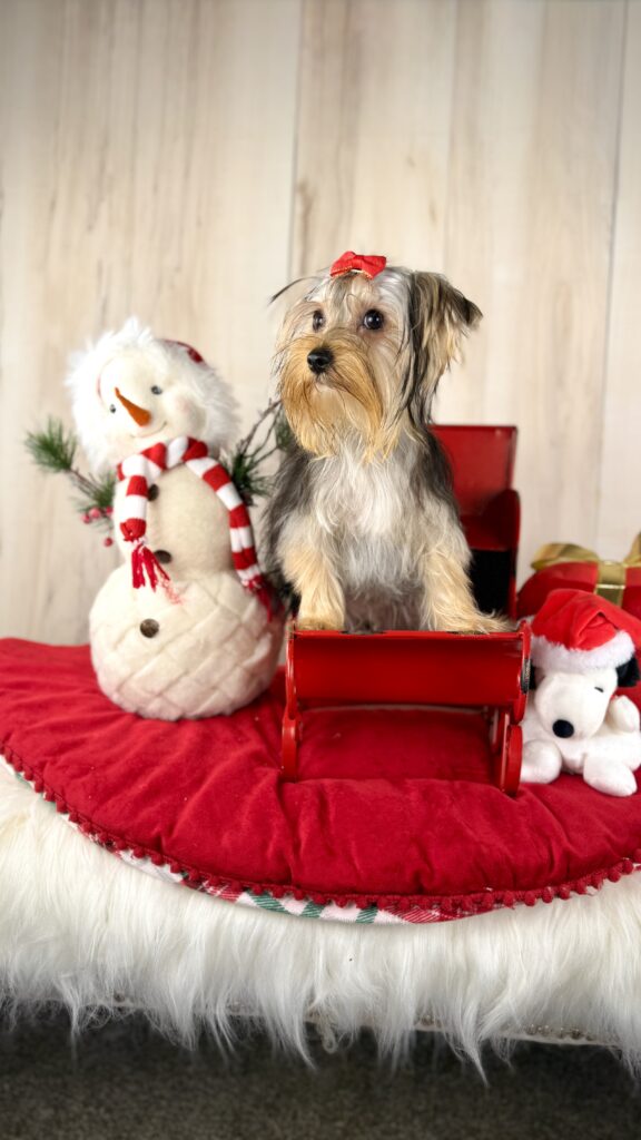 IMG 8205 Yorkshire Terrier Puppy