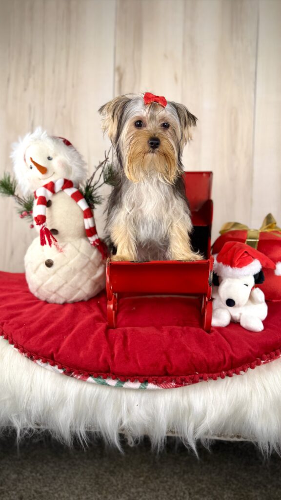 IMG 8216 Yorkshire Terrier Puppy