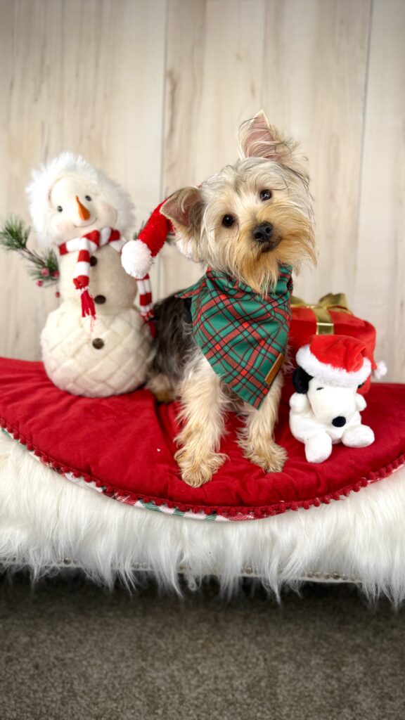 IMG 8245 Yorkshire Terrier Puppy