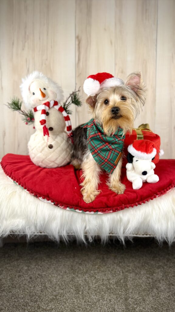 IMG 8248 Yorkshire Terrier Puppy