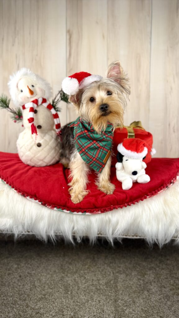 IMG 8250 Yorkshire Terrier Puppy