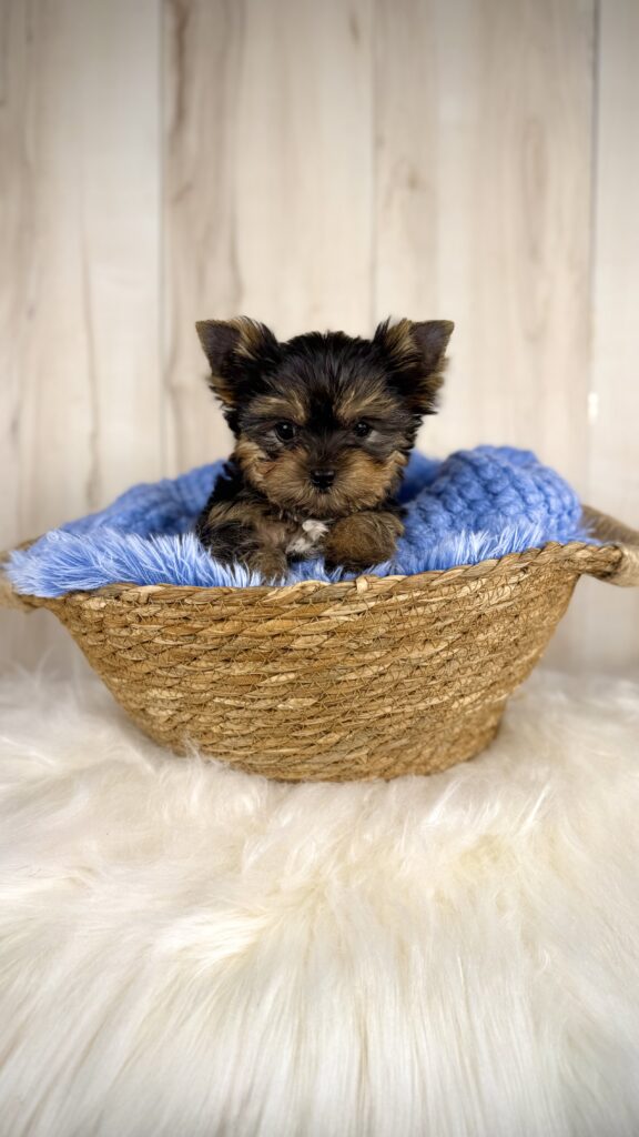 IMG 2873 1 Yorkshire Terrier Puppy