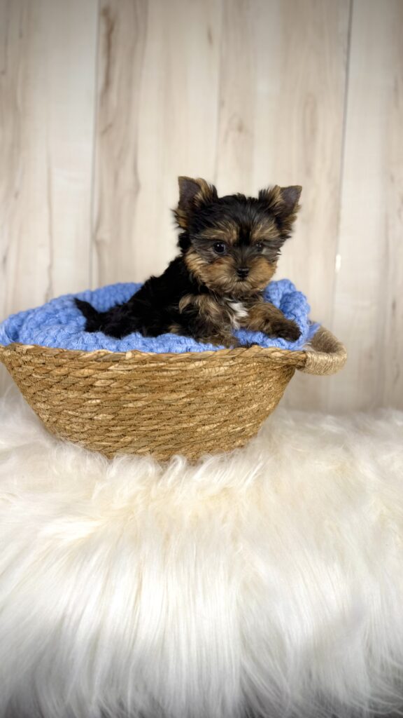 IMG 2876 1 Yorkshire Terrier Puppy