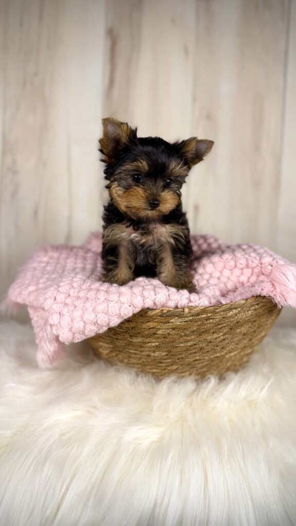 IMG 2893 2 Yorkshire Terrier Puppy