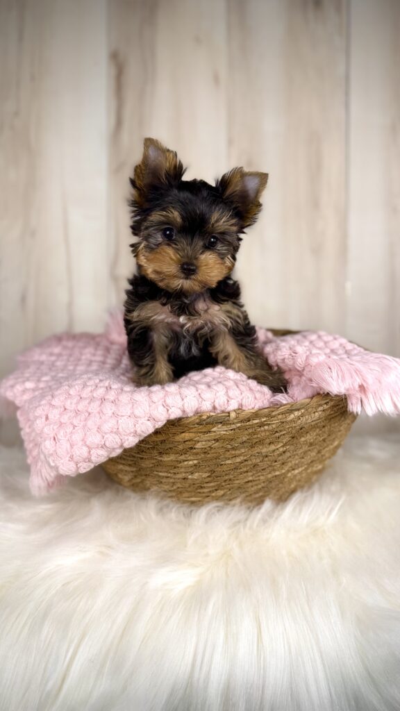 IMG 2909 Yorkshire Terrier Puppy