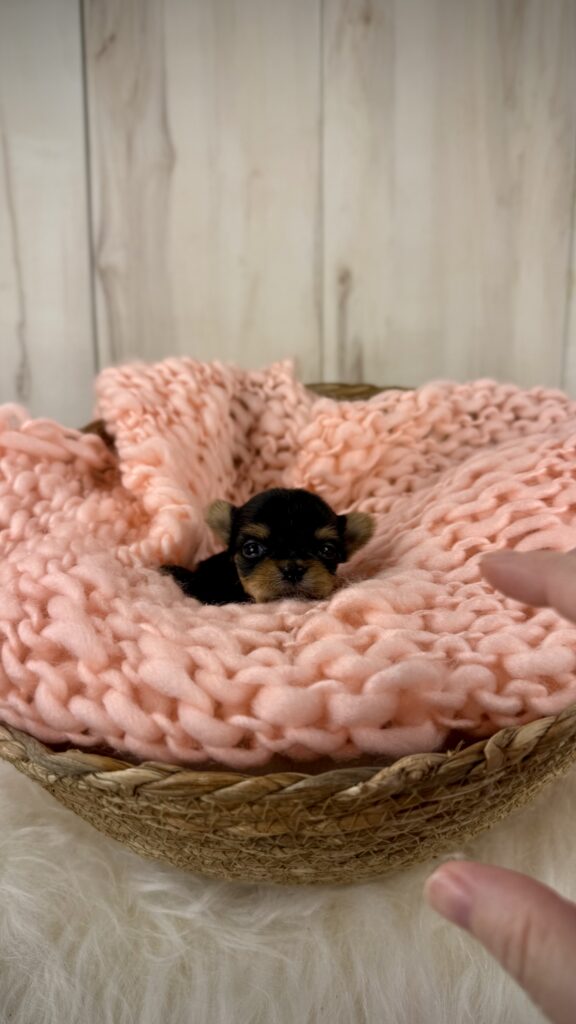 IMG 3731 Yorkshire Terrier Puppy