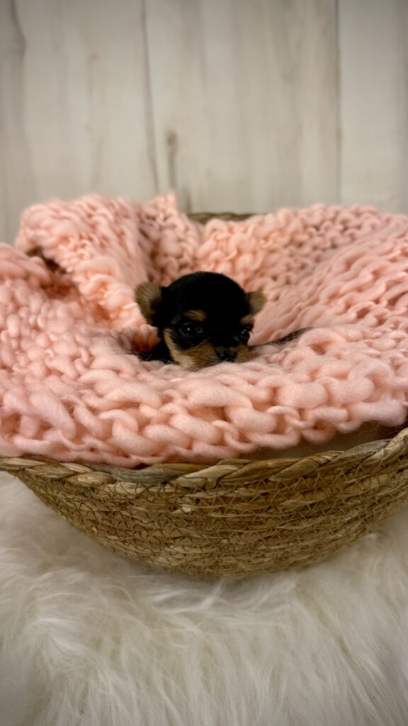 IMG 3733 Yorkshire Terrier Puppy