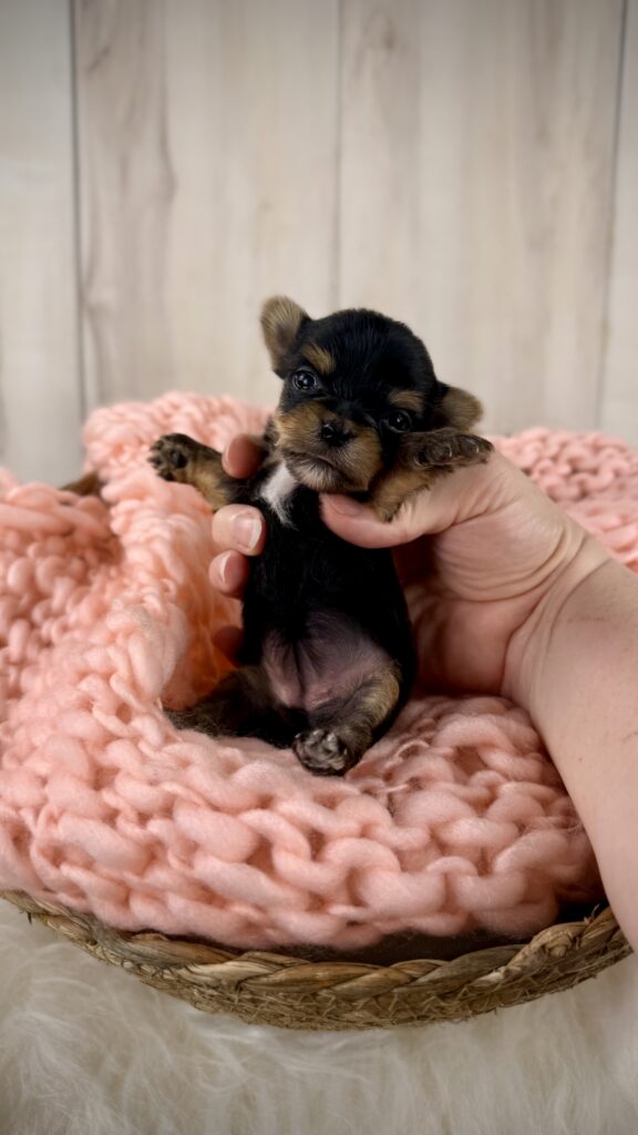 IMG 3737 Yorkshire Terrier Puppy