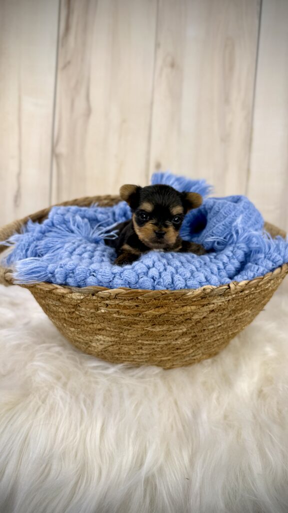 IMG 3874 Yorkshire Terrier Puppy