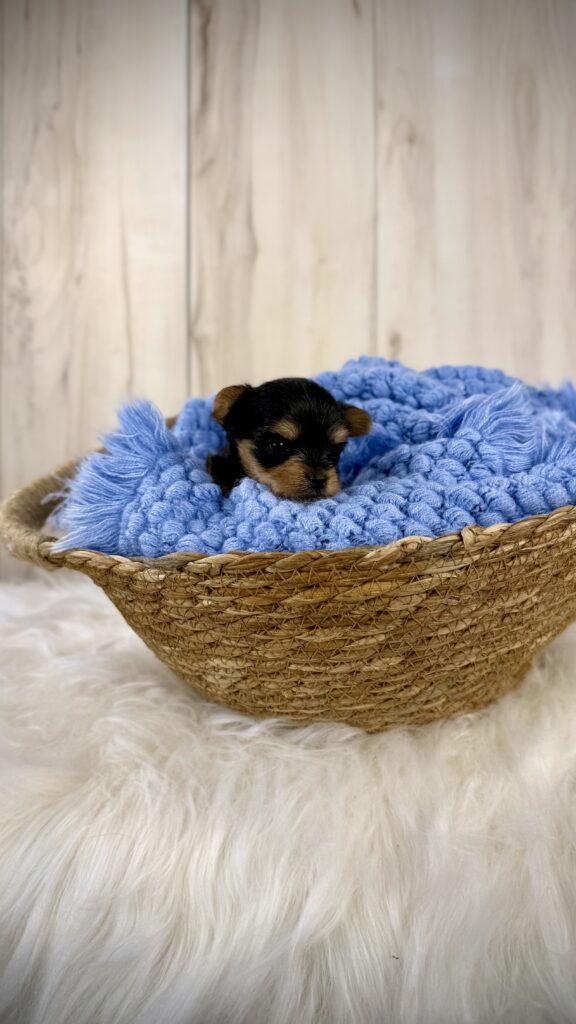 IMG 3879 Yorkshire Terrier Puppy