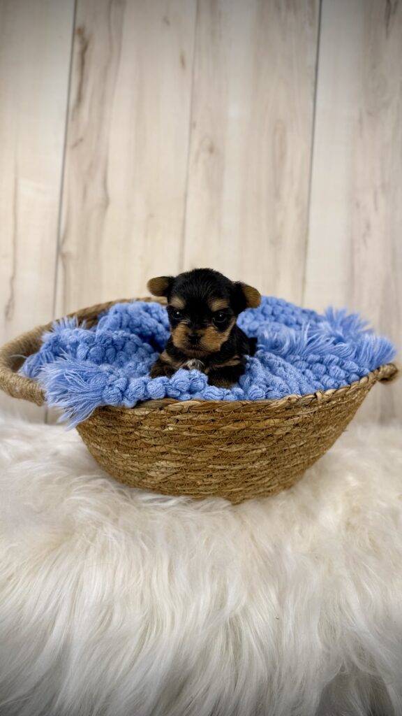 IMG 3883 Yorkshire Terrier Puppy