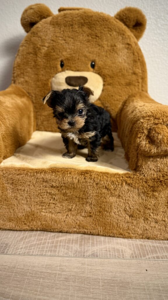 IMG 3891 Yorkshire Terrier Puppy