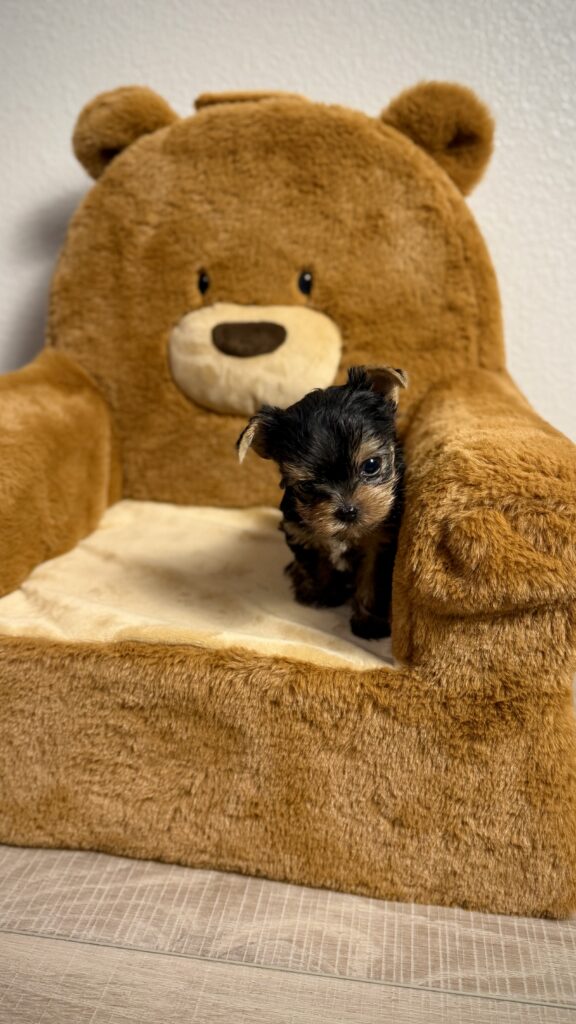 IMG 3898 Yorkshire Terrier Puppy
