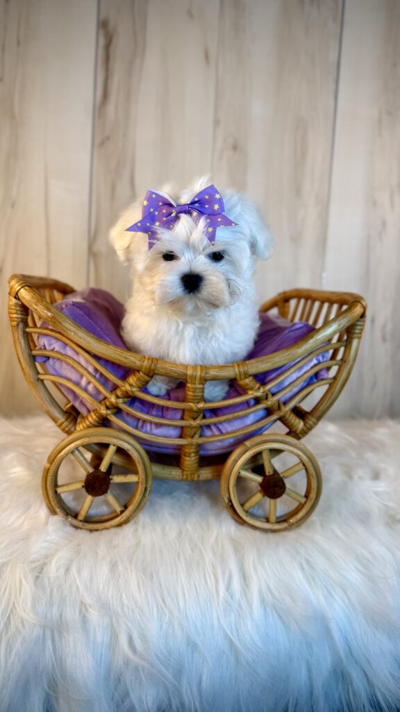 IMG 4276 Yorkshire Terrier Puppy