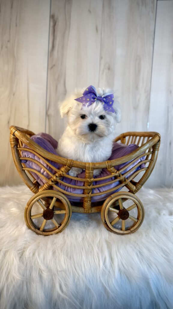 IMG 4283 Yorkshire Terrier Puppy