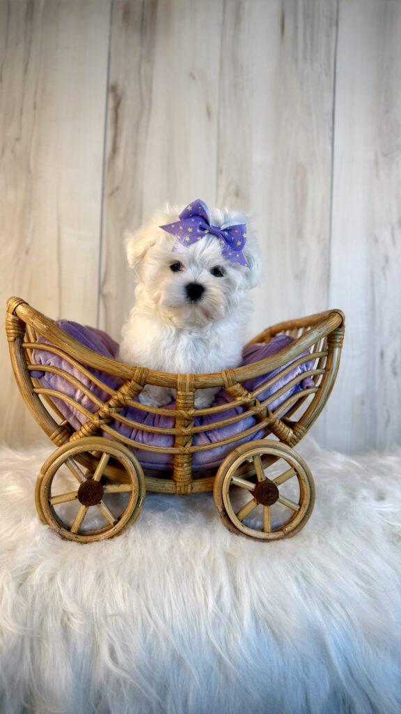 IMG 4287 Yorkshire Terrier Puppy