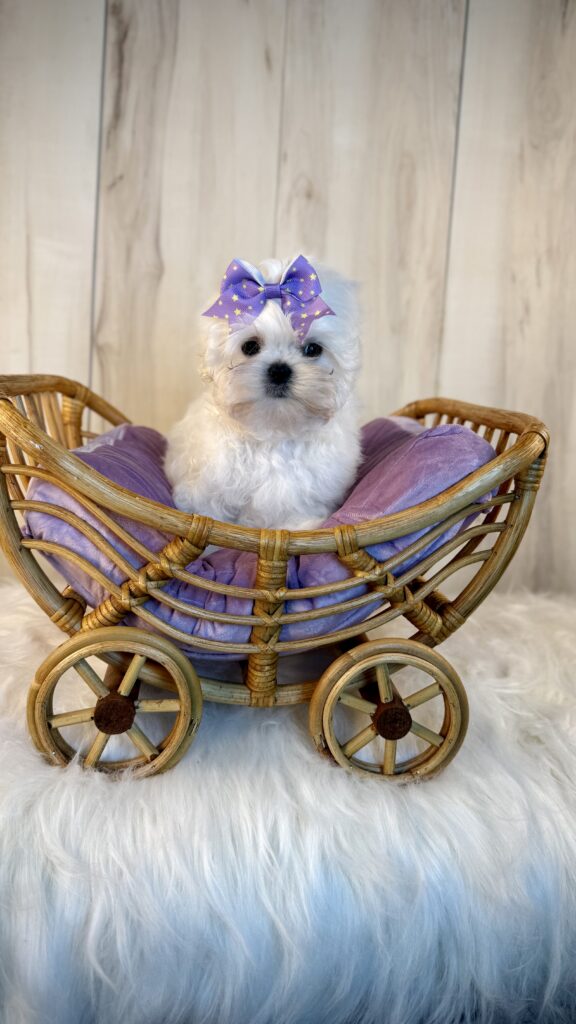 IMG 4319 Yorkshire Terrier Puppy