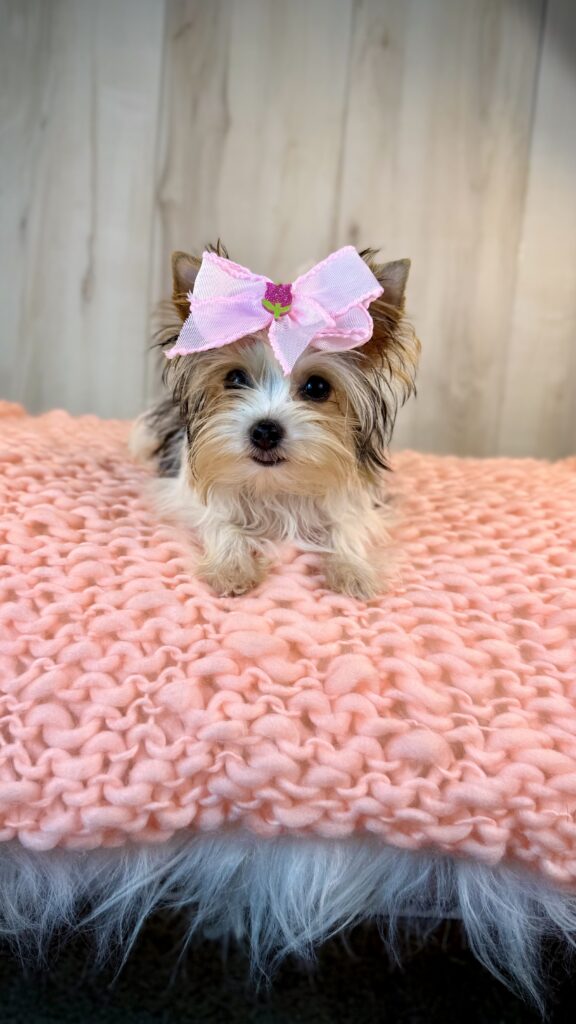 IMG 4504 Yorkshire Terrier Puppy