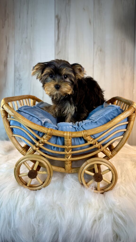 IMG 4570 Yorkshire Terrier Puppy