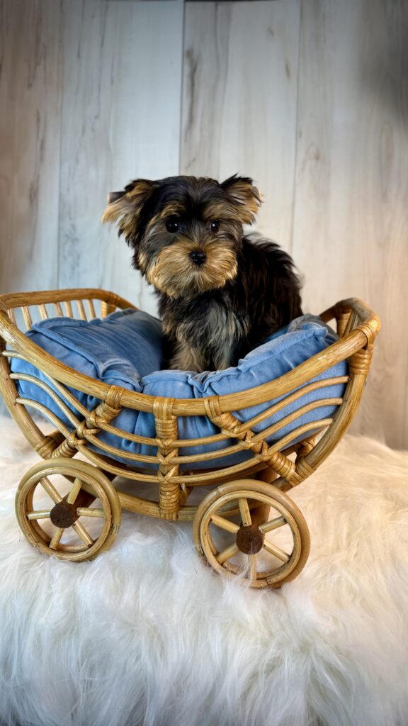 IMG 4583 Yorkshire Terrier Puppy