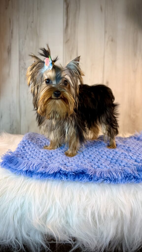 IMG 4610 Yorkshire Terrier Puppy