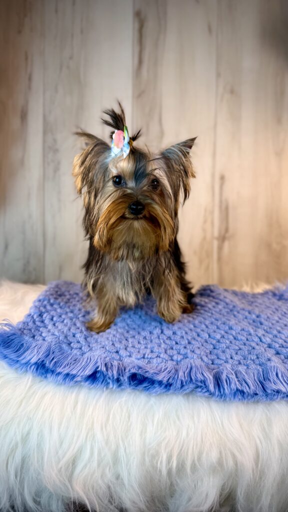 IMG 4611 Yorkshire Terrier Puppy