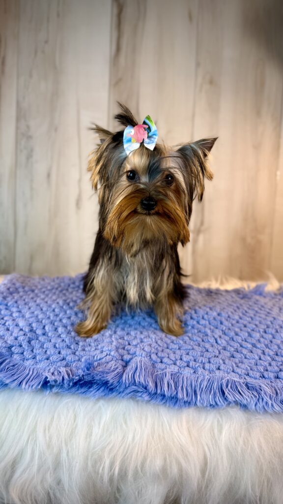 IMG 4617 Yorkshire Terrier Puppy