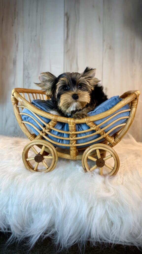 IMG 4650 Yorkshire Terrier Puppy