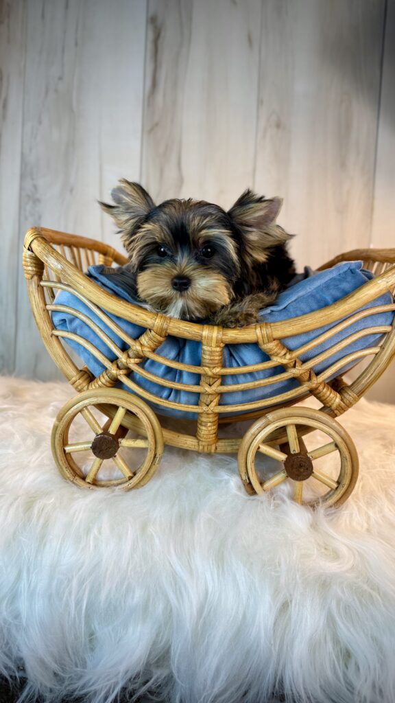 IMG 4662 Yorkshire Terrier Puppy