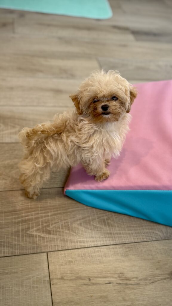 IMG 4755 Yorkshire Terrier Puppy