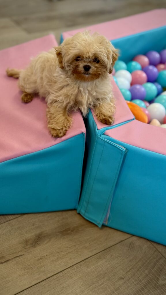 IMG 4766 Yorkshire Terrier Puppy