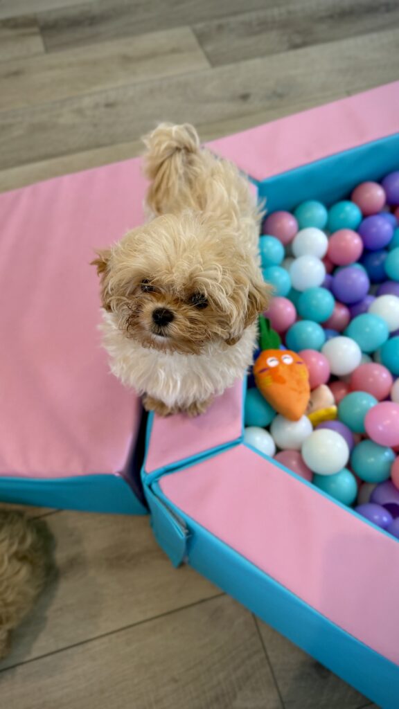 IMG 4780 Yorkshire Terrier Puppy