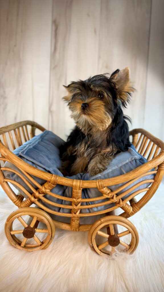 IMG 6016 Yorkshire Terrier Puppy