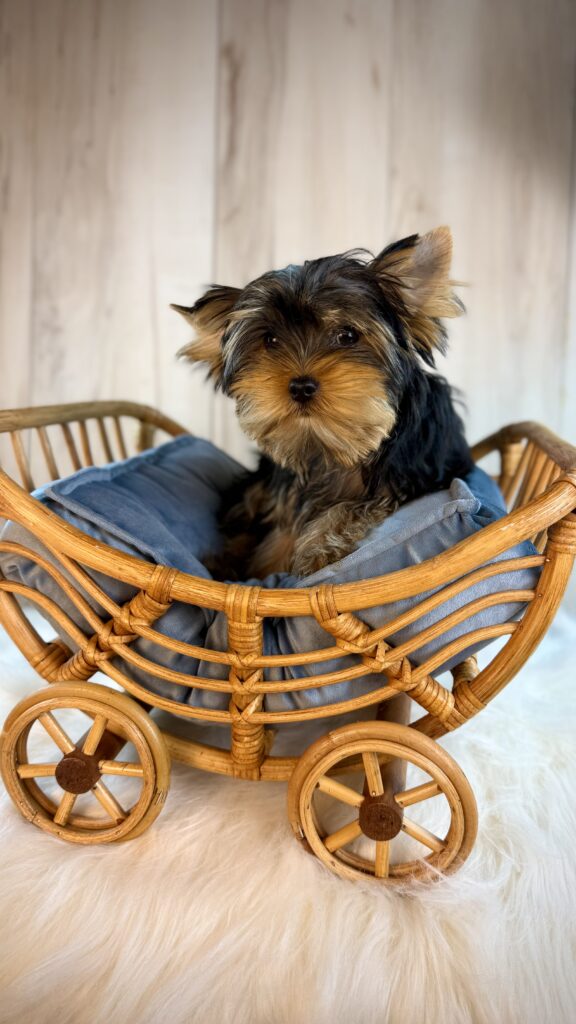 IMG 6022 Yorkshire Terrier Puppy
